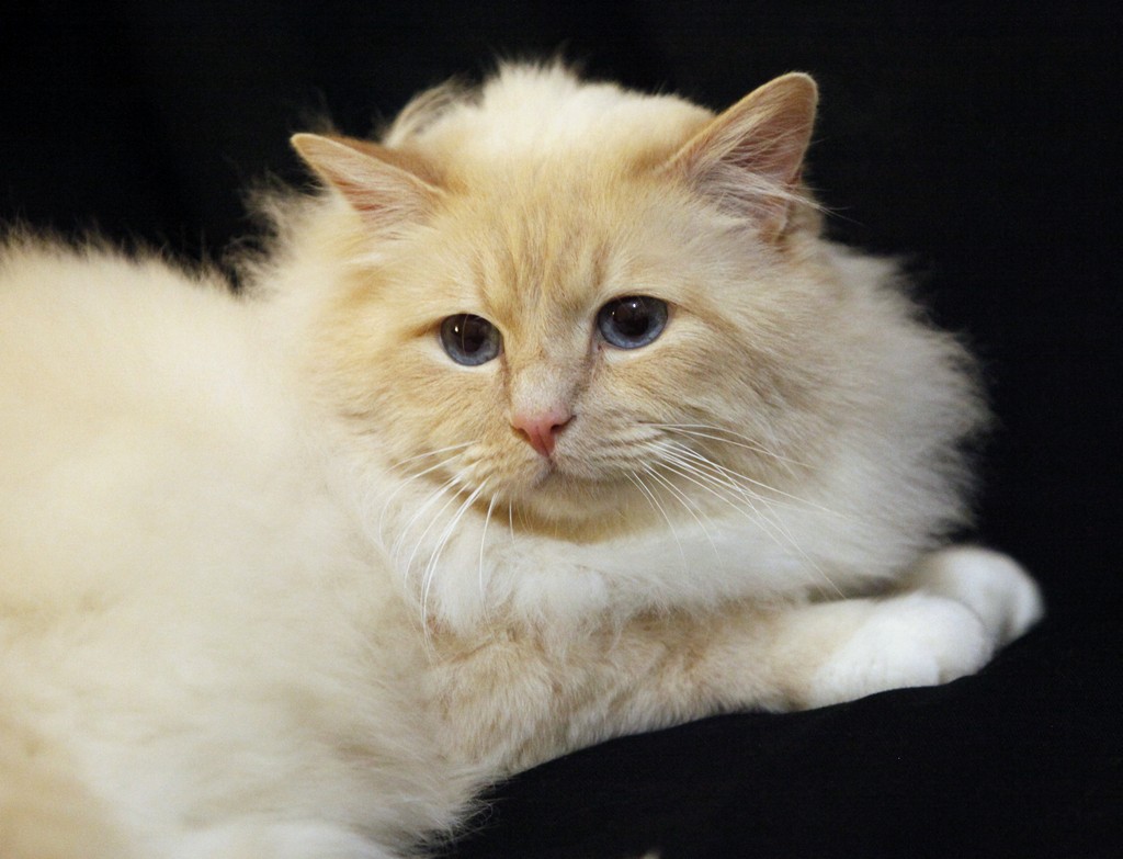 Dorje Ling Lord Hamilton - sacro di birmania cream point